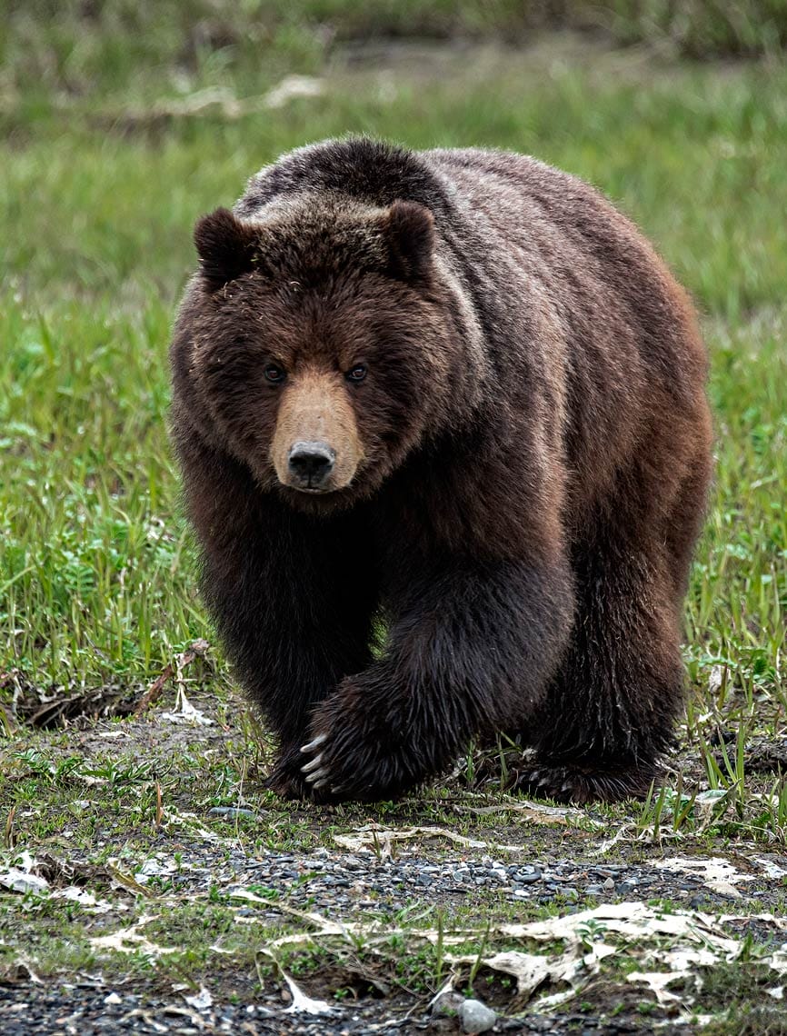 A large coastal brown bear stares back at a photographer at Pack Creek Bear Sanctuary. Pack Creek Bear Viewing Tour with Wild Coast Excursions from Juneau, Alaska. 