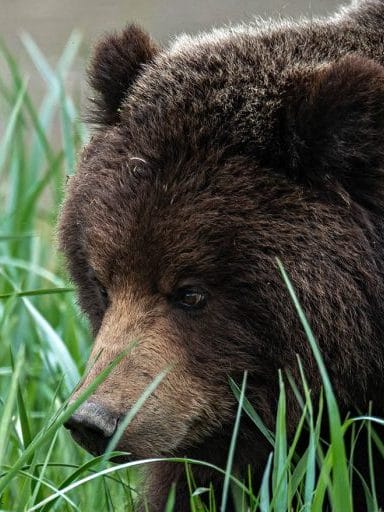 Brown bear foraging in sedge at Pack Creek on Admiralty Island — natural behavior seen on Pack Creek bear tours.