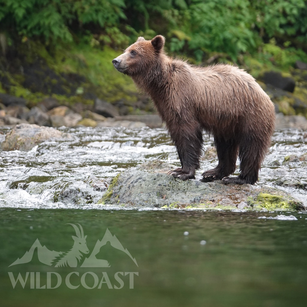 Let’s Keep it Wild