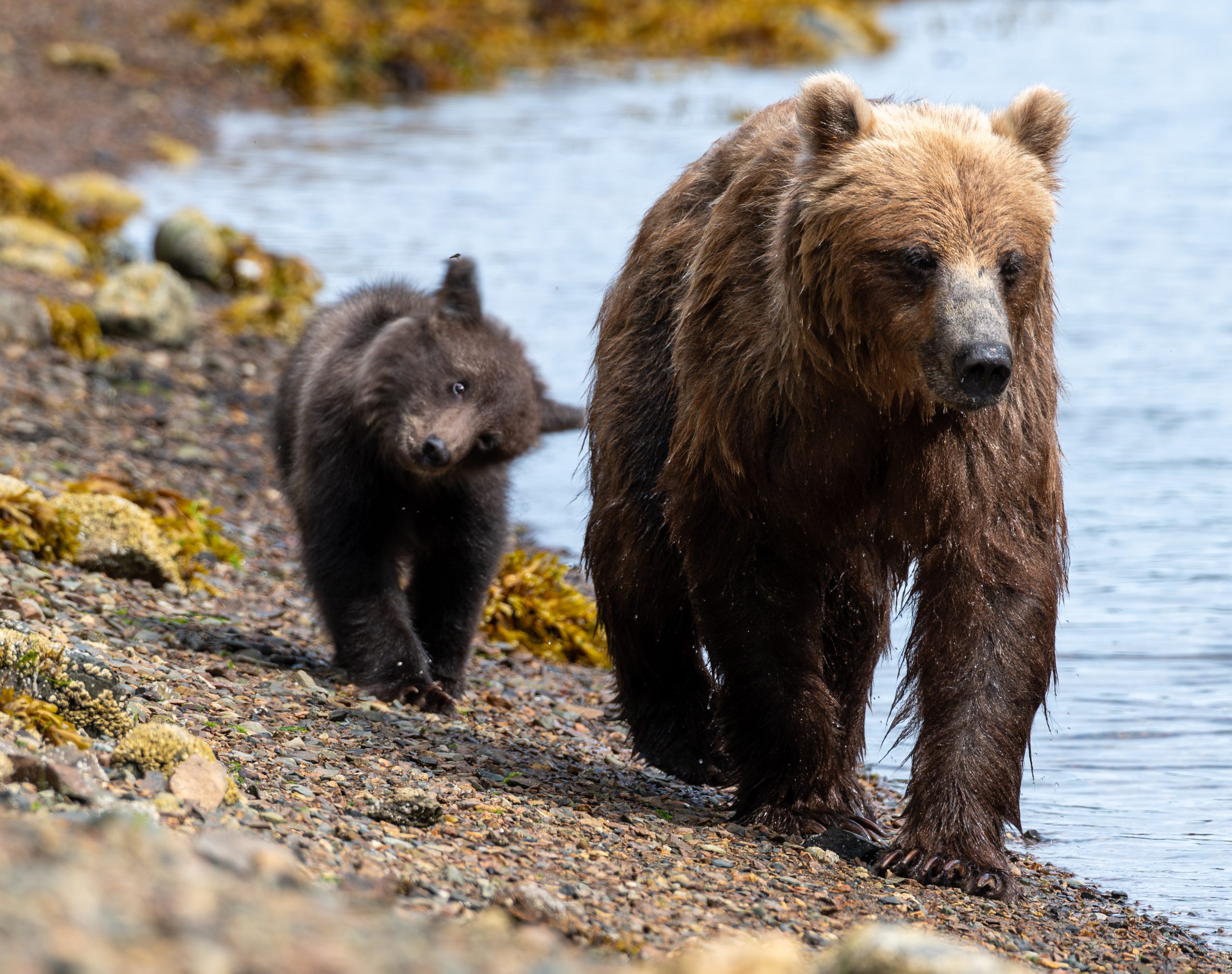 Brown bear sow and cub along the shoreline at Waterfall Creek on Chichagof Island during a Juneau bear viewing tour.