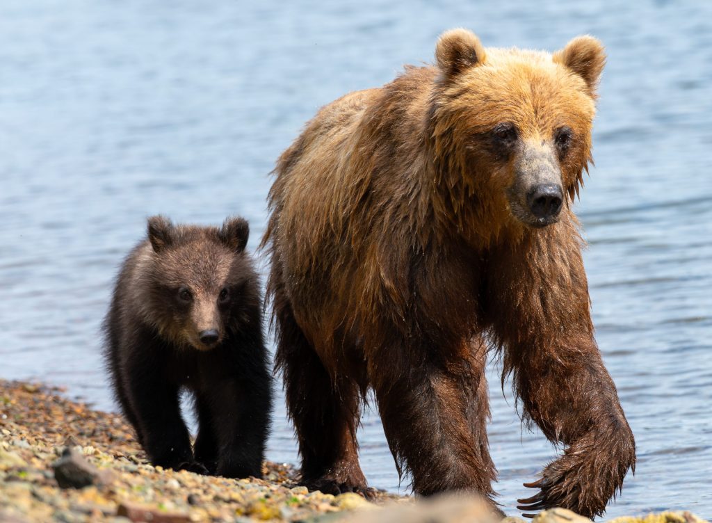 A female brown bear and her cub walk around the Wild Coast Excursions bear viewing group. An amazing wildlife moment at Waterfall Creek. 