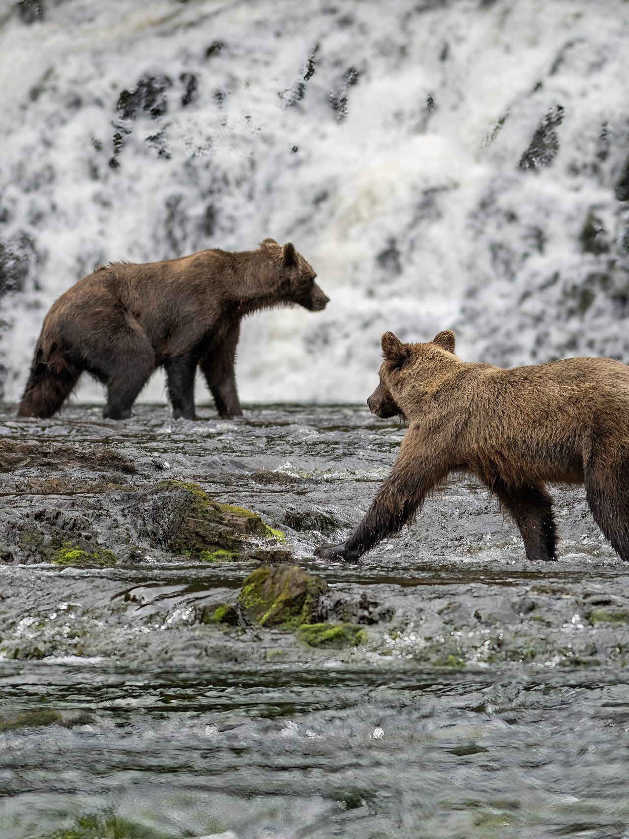Two brown bears fishing below the waterfall at Waterfall Creek — a signature scene from peak season bear viewing near Juneau.
