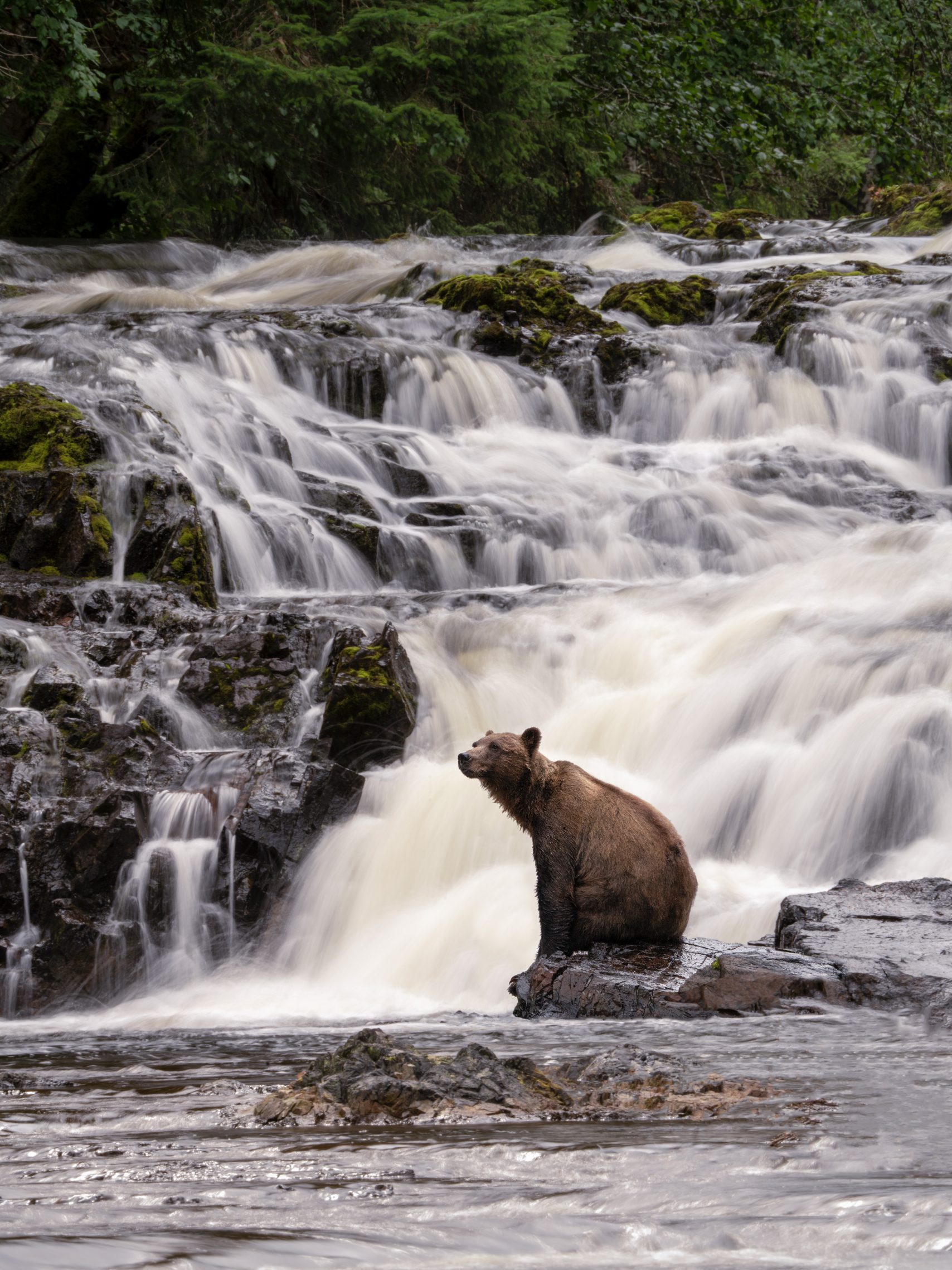 Brown bear standing in front of the waterfall at Waterfall Creek during peak season Juneau bear viewing.