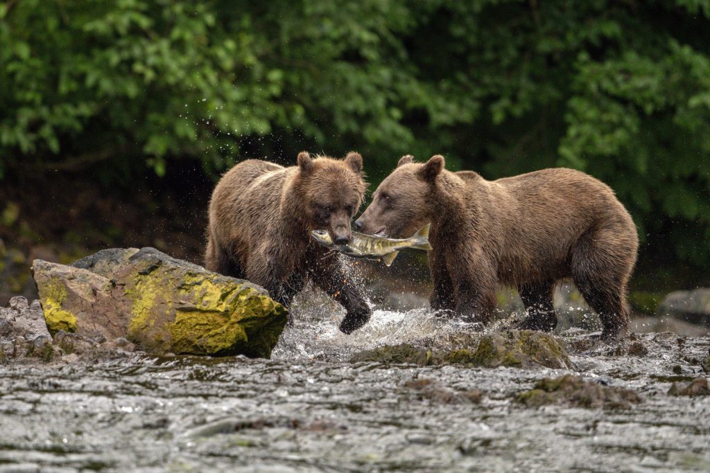 Up-close bear viewing at Waterfall Creek in Juneau, Alaska