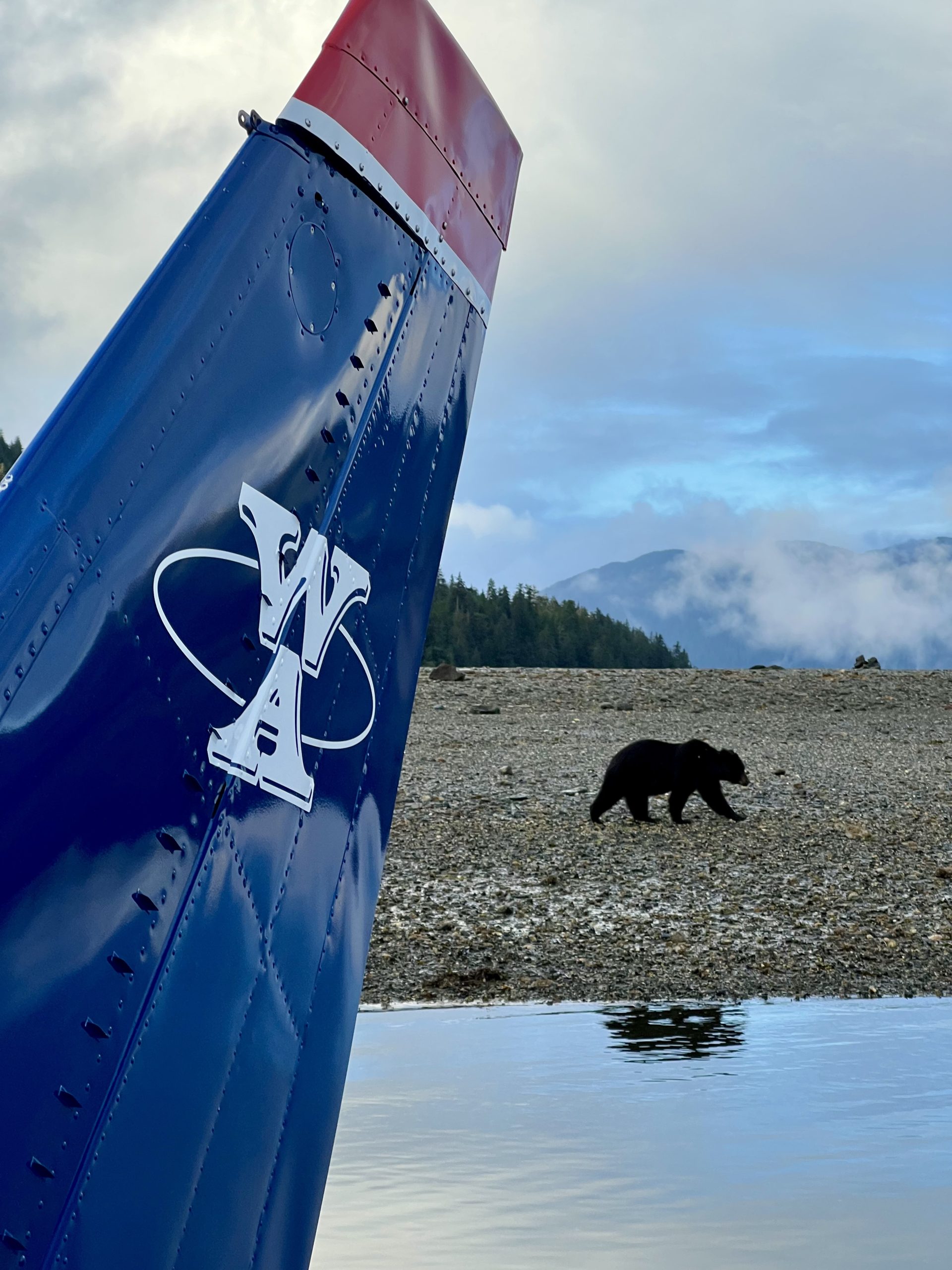 Brown bear at the shoreline beside a floatplane at Pack Creek, Admiralty Island — a rare close encounter on Juneau’s Pack Creek bear tours.