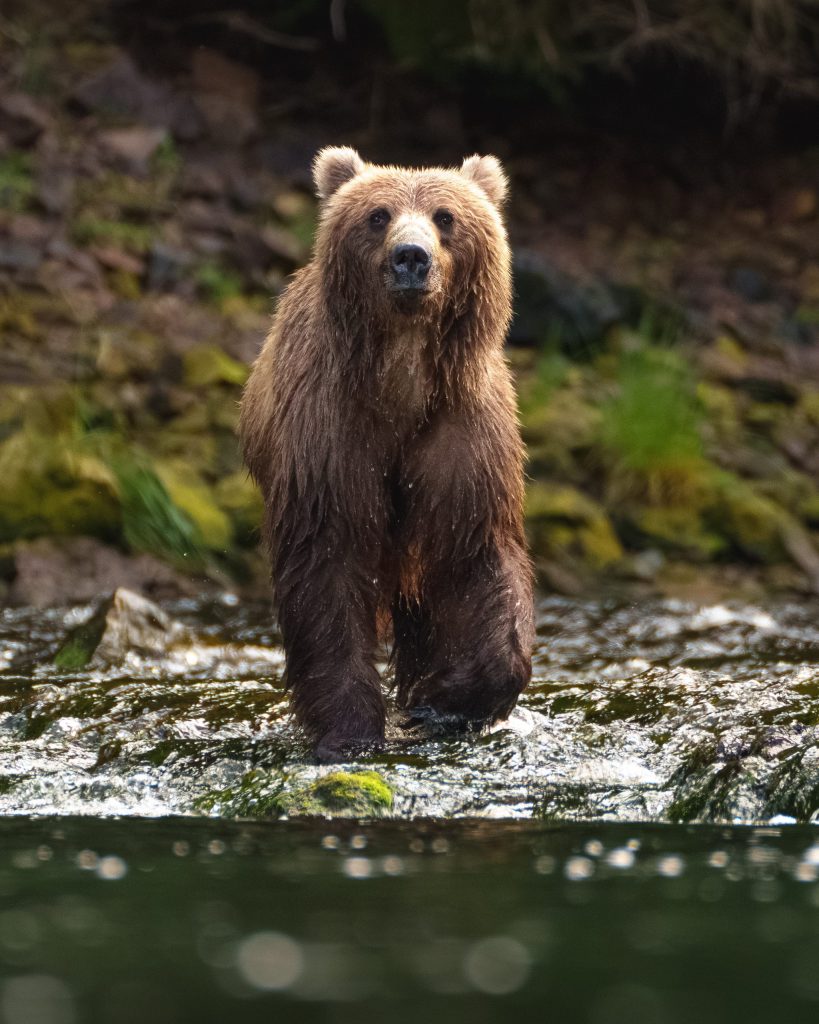 Private Bear Photography Workshops at Pack Creek and Juneau, Alaska with Wild Coast Excursions. 