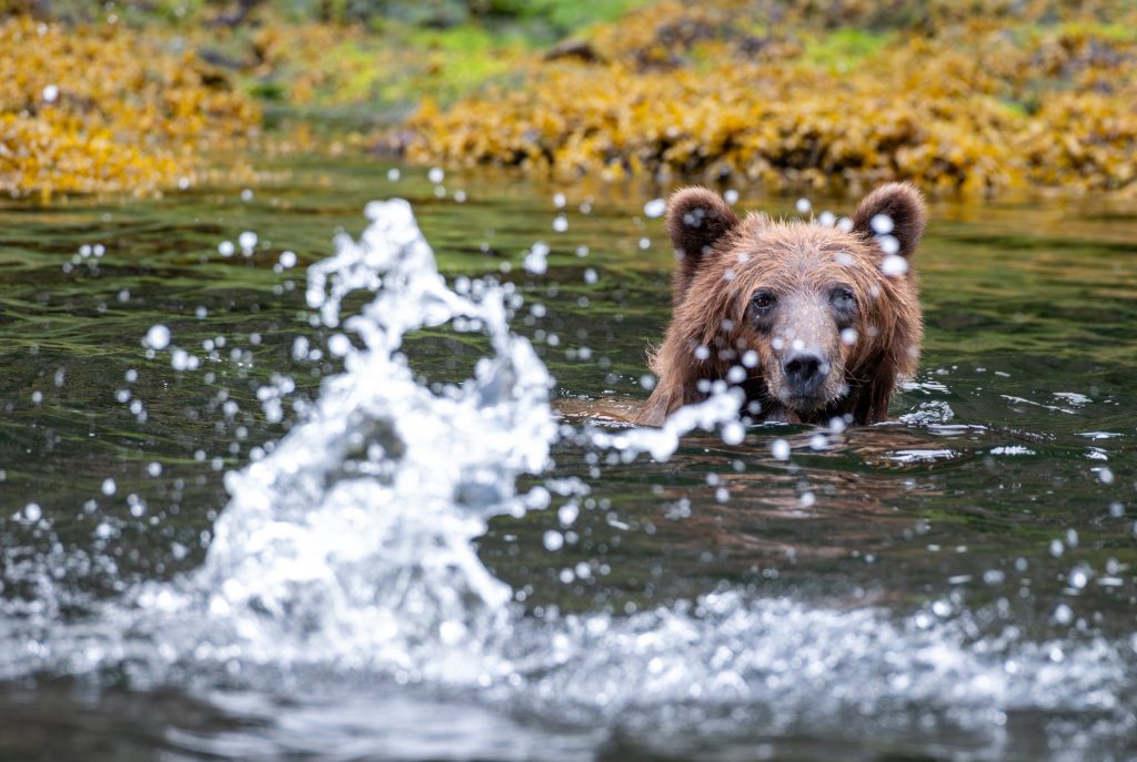 Private Bear Photography Workshops at Pack Creek and Juneau, Alaska with Wild Coast Excursions. 