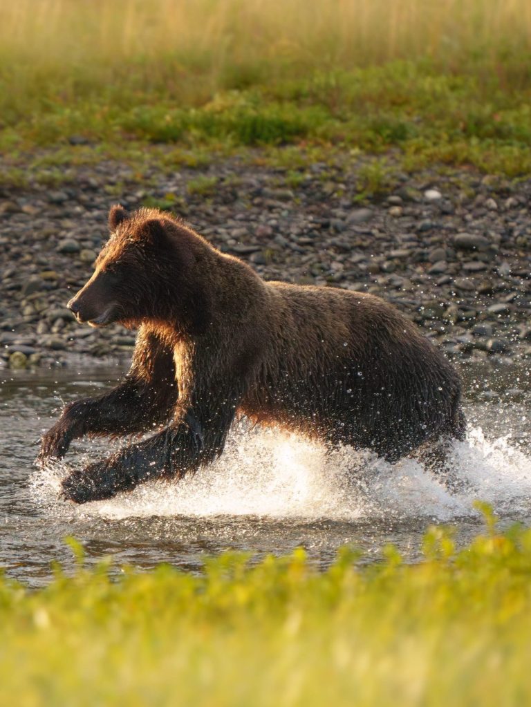Brown bear chasing salmon at Pack Creek, Admiralty Island — classic late-season behavior on Pack Creek bear viewing trips.