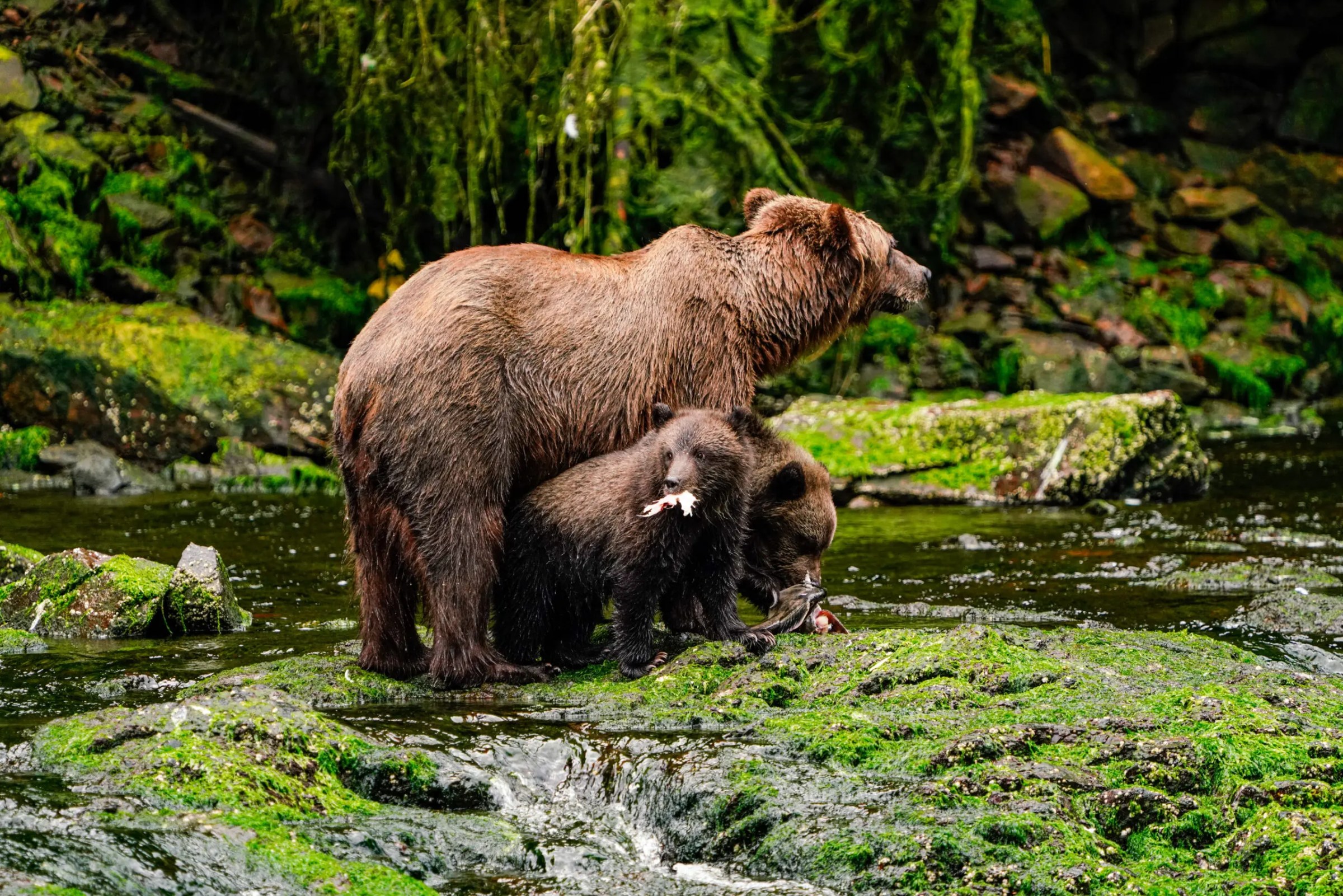 Juneau Bear Viewing: Why its the best in Southeast Alaska