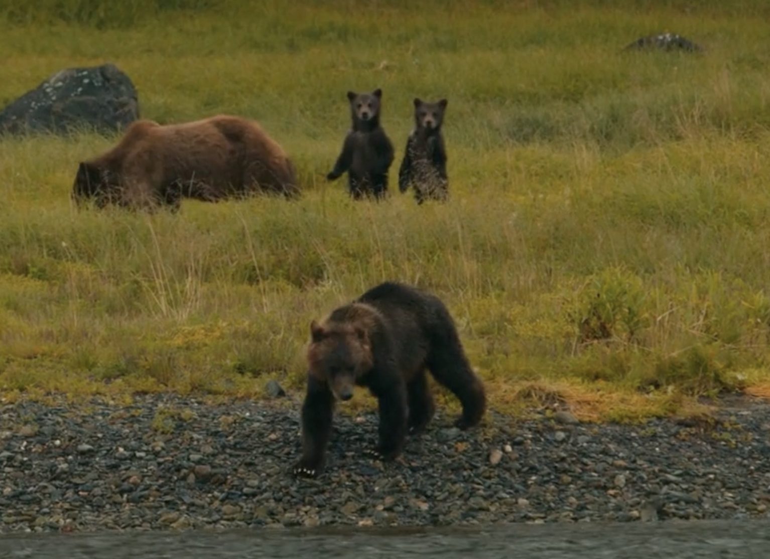 Four Pack Creek brown bears look on. Scene from a bear viewing tour with Wild Coast Excursions in Juneau, Alaska.