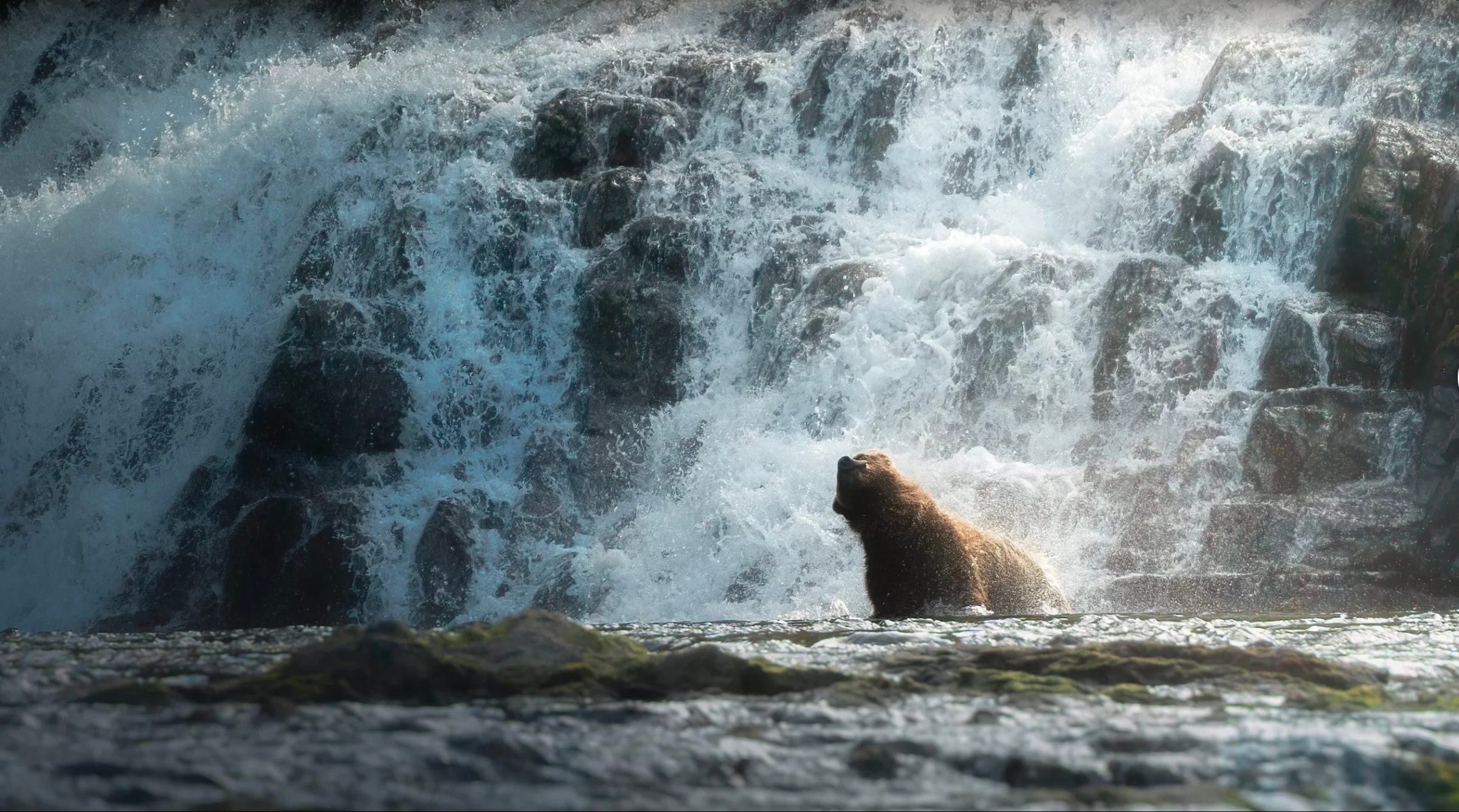 A Remarkable Season of Bear Viewing in Juneau, Alaska