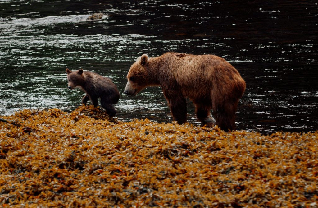 Signature up-close bear viewing at Waterfall Creek in Juneau, Alaska