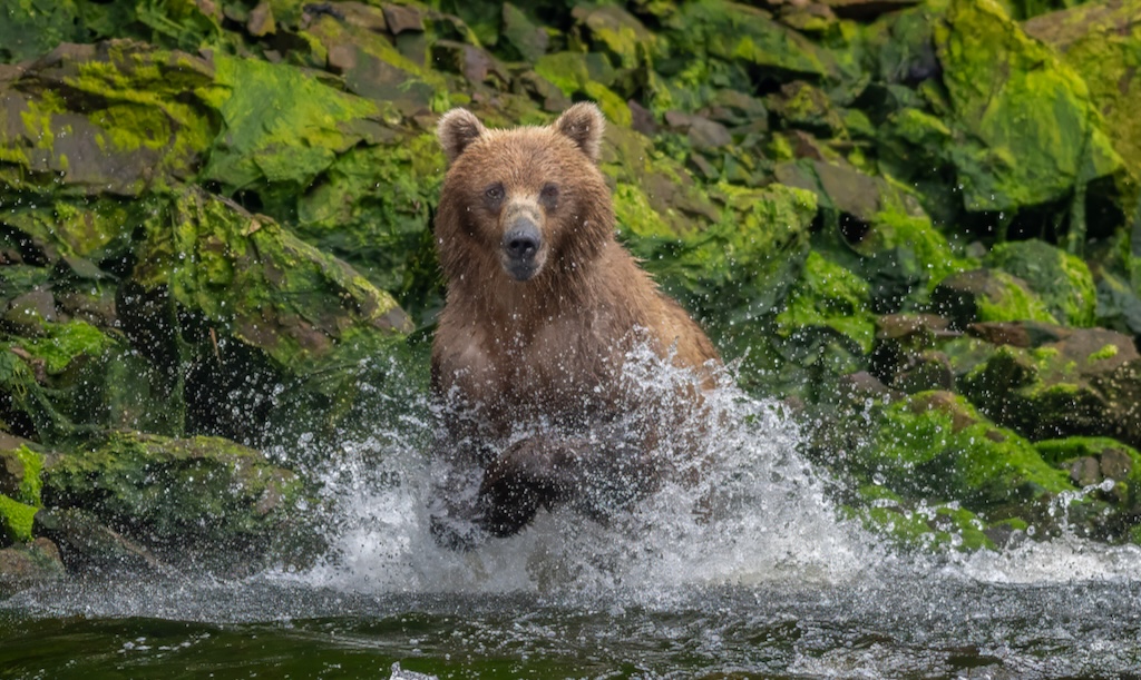 Brown bear catching salmon at waterfall on Chichagof Island. On a tour with Wild Coast Excursions in Juneau, Alaska. 