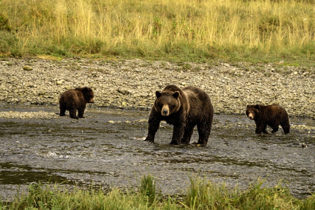 Brown bear sow with two cubs feeding on the tidal flats at Pack Creek on Admiralty Island, Juneau bear viewing.
