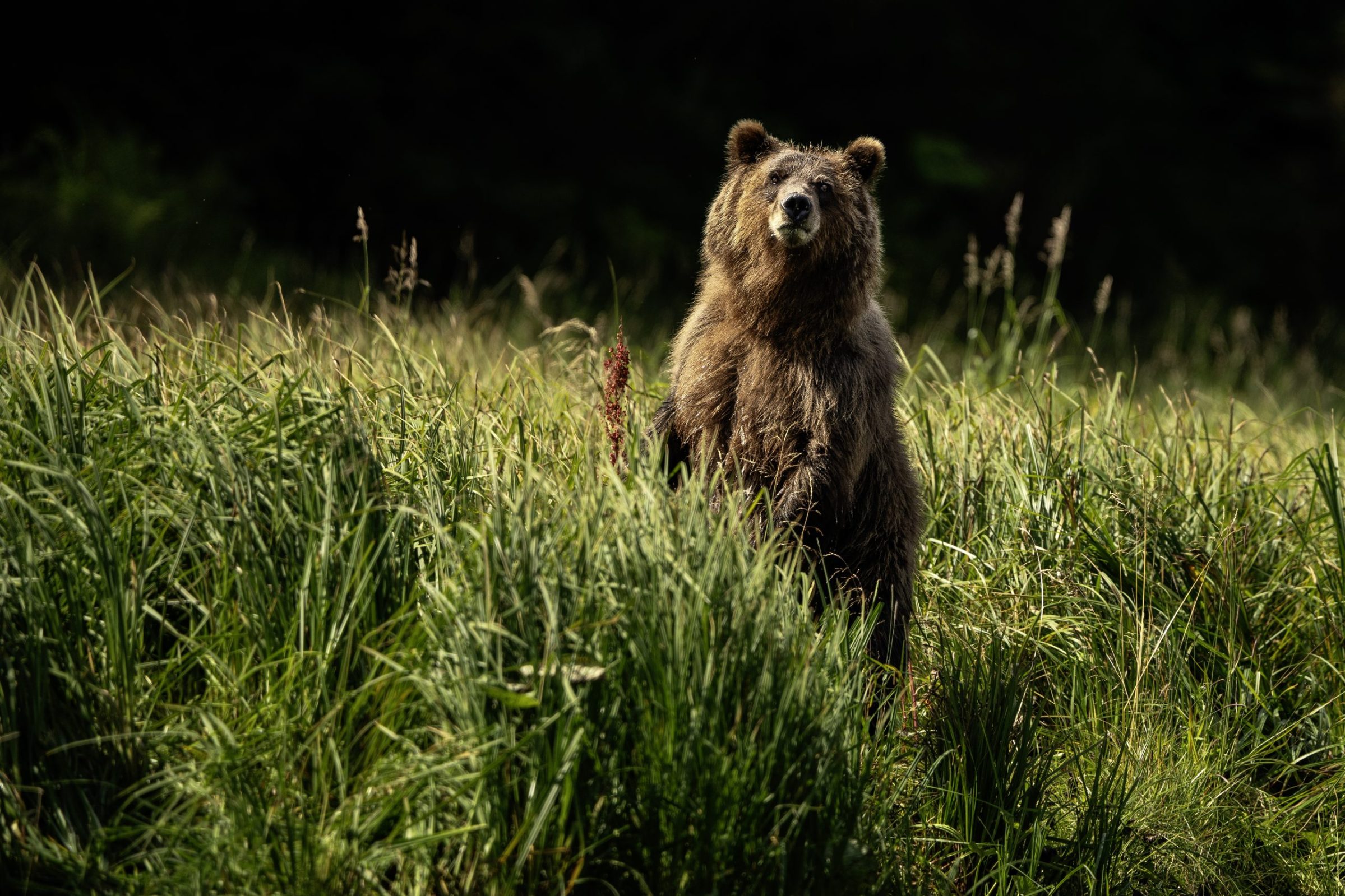 Where to See Bears in Juneau (2026 Local Guide Update)