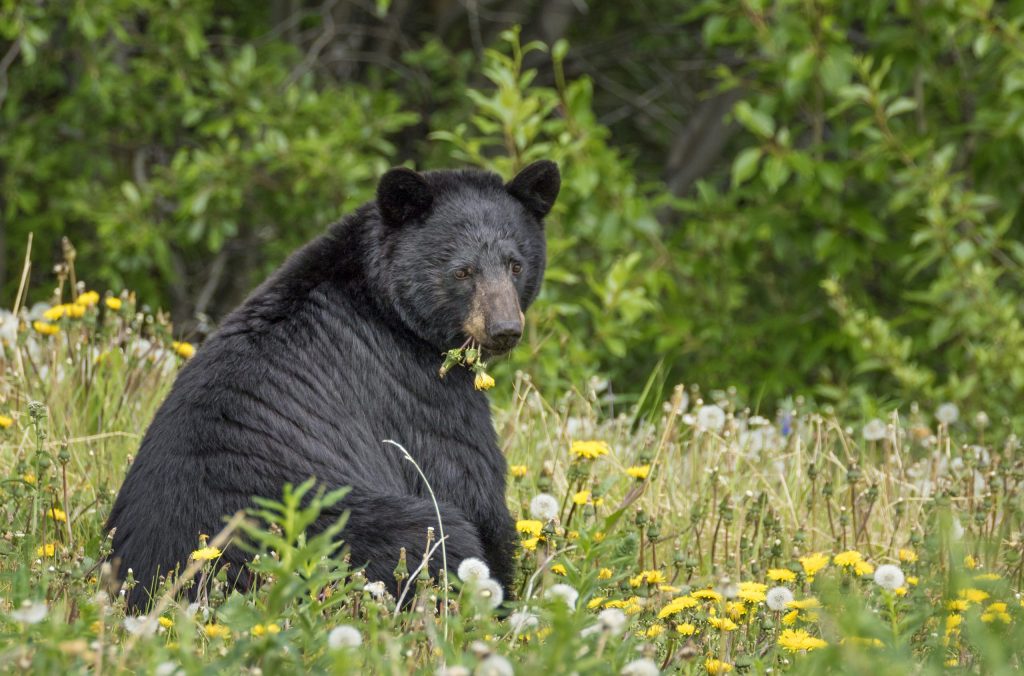 Black bear grazing on spring vegetation along Juneau’s “out the road” area.
