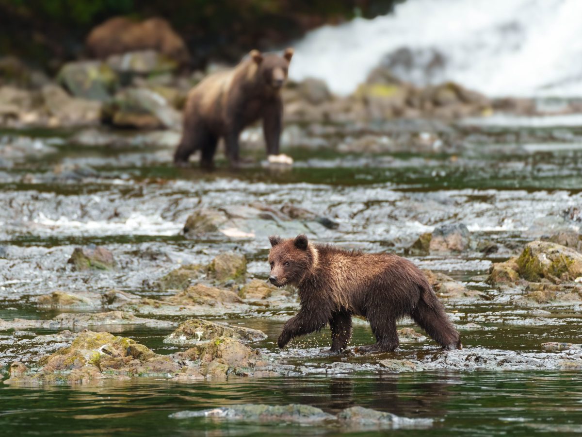 Juneau’s Best Bear Viewing: Inside Two Premier Wilderness Destinations