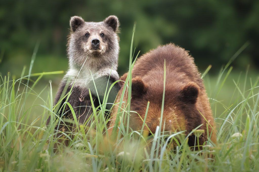 Pack Creek brown bear and cub on a bear viewing tour with Wild Coast Excursions. 