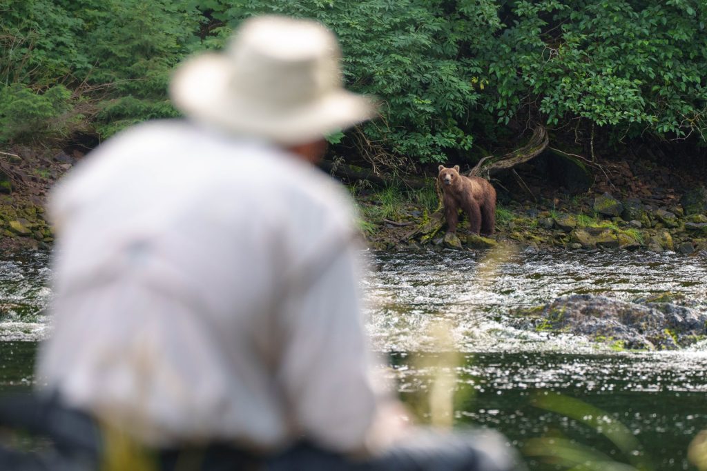 Travelers observing brown bears in un-roaded Southeast Alaska wilderness. Private bear viewing with Wild Coast Excursions