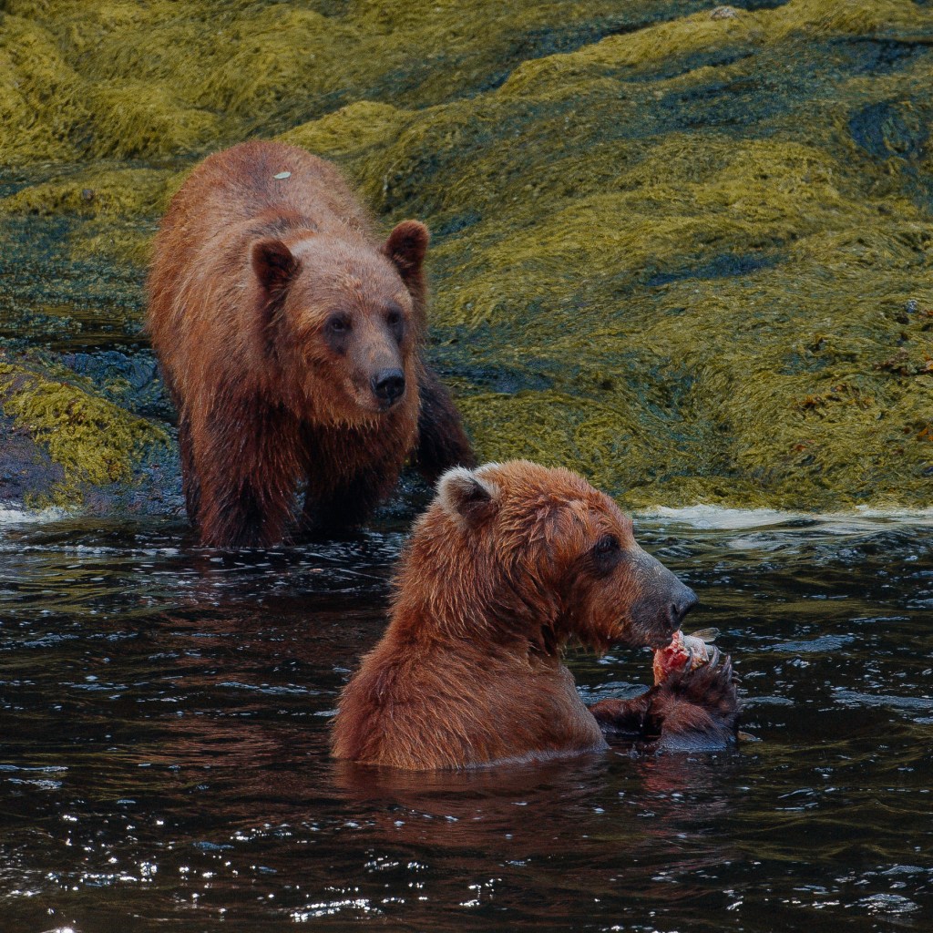 Two brown bears standing in deep water during peak salmon season, one holding a fresh salmon carcass while the other watches at close range.