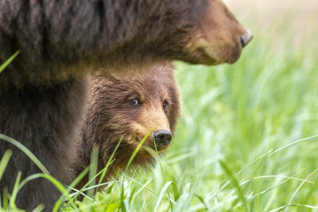 Brown bear sow and subadult feeding in the sedge meadow at Pack Creek’s Viewing Spit, with lush green sedges in early summer. Photo by John Hyde.