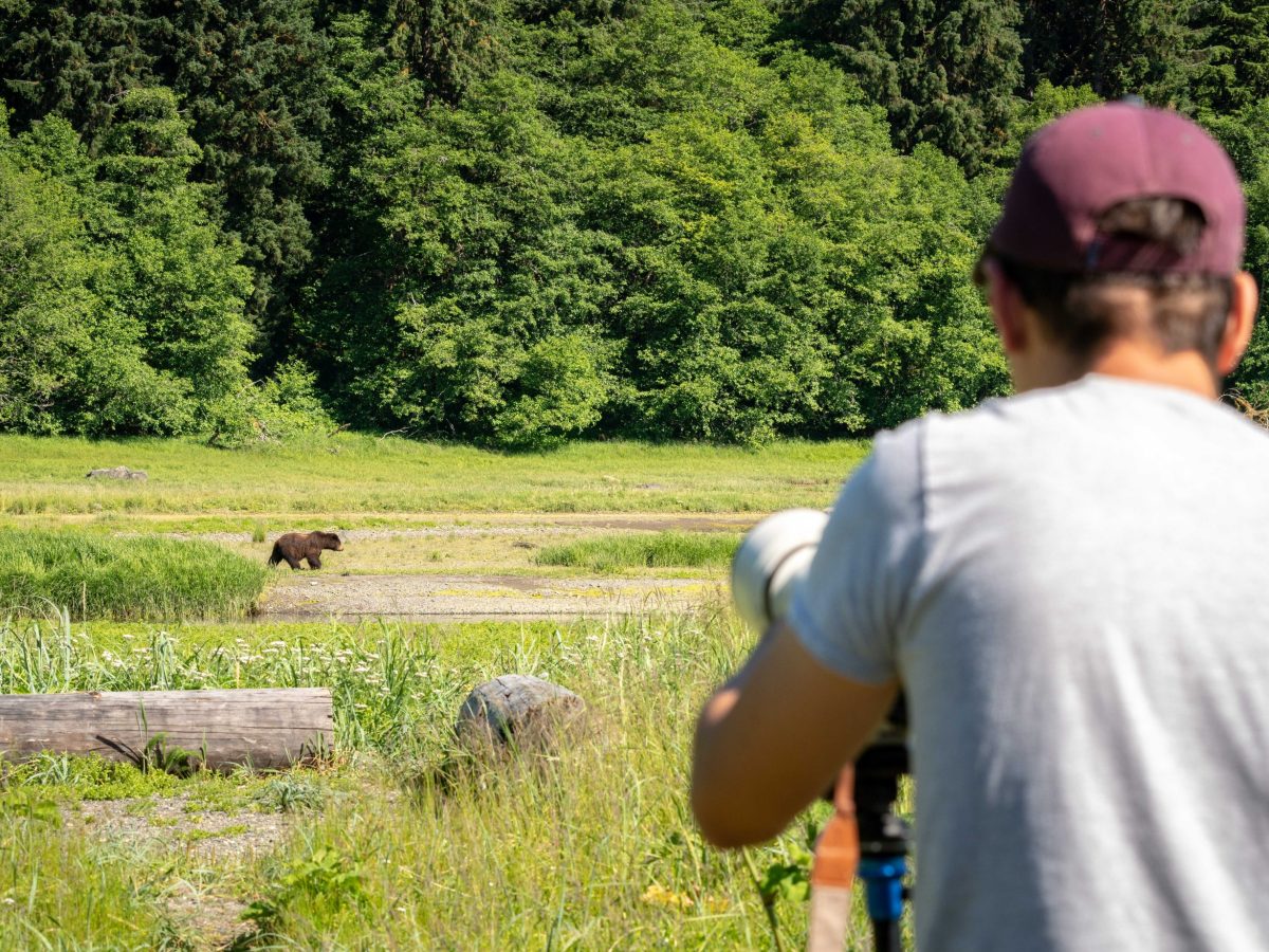 When to See Bears in Juneau: A Month-by-Month Guide to Pack Creek & Waterfall Creek (2026)