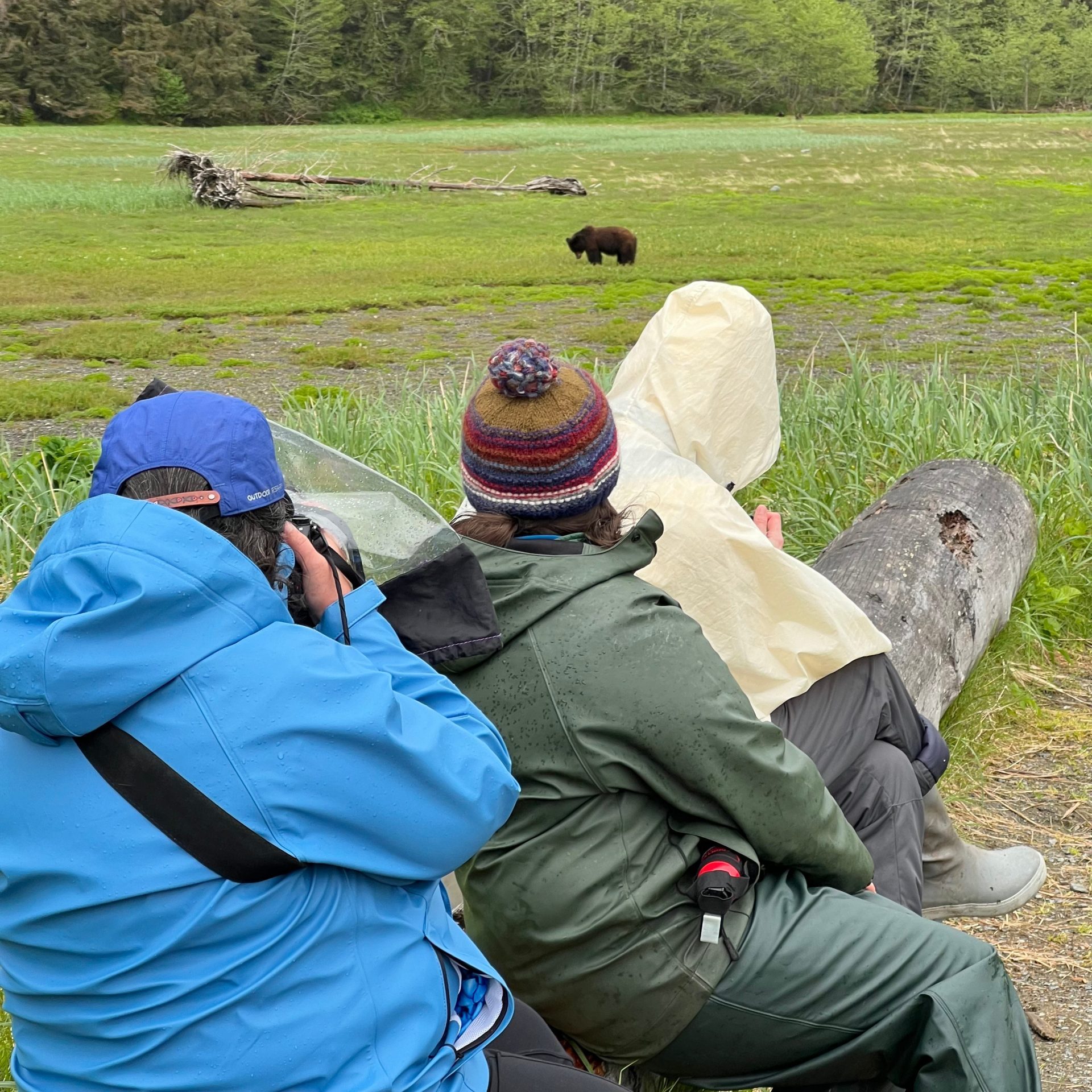 Wild Coast guests and a USFS ranger sitting quietly on a driftwood log at the Pack Creek Viewing Spit, watching a brown bear from a respectful distance.